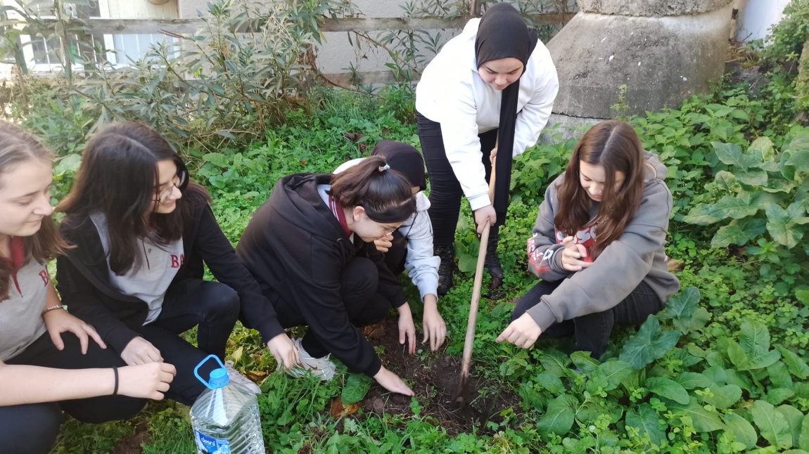 Bolaman Anadolu Lisesi olarak 11 Kasım Milli Ağaçlandırma günü nedeni ile  değerler kulübü öğrencilerimiz ile okulumuz bahçesine limon ağacı dikimi  gerçekleştirildi.